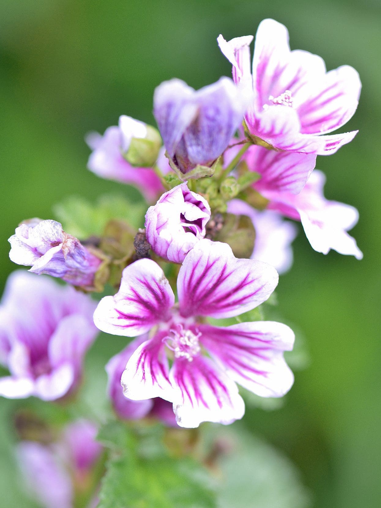 Bright pink Malva flowers with deep purple stripes