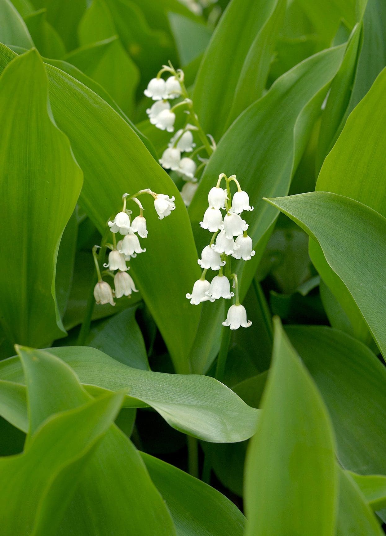 Delicate white, bell-shaped Lily-of-the-Valley flowers
