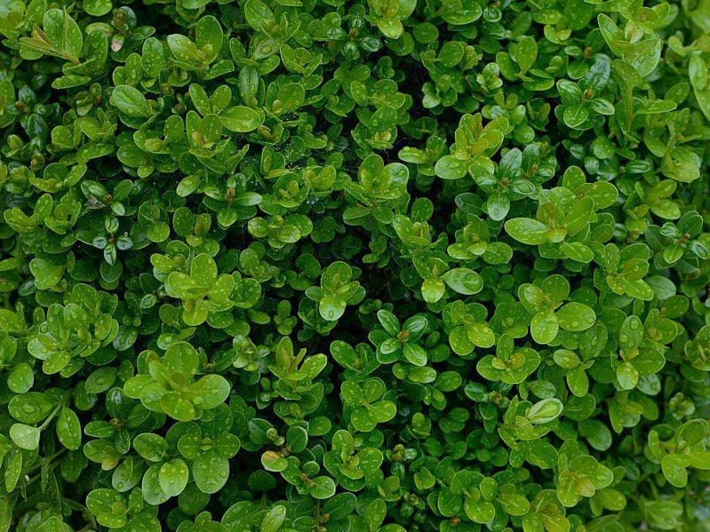 A healthy, perfectly shaped Buxus plant A perfectly manicured, bright green Buxus (boxwood) shrub in a garden