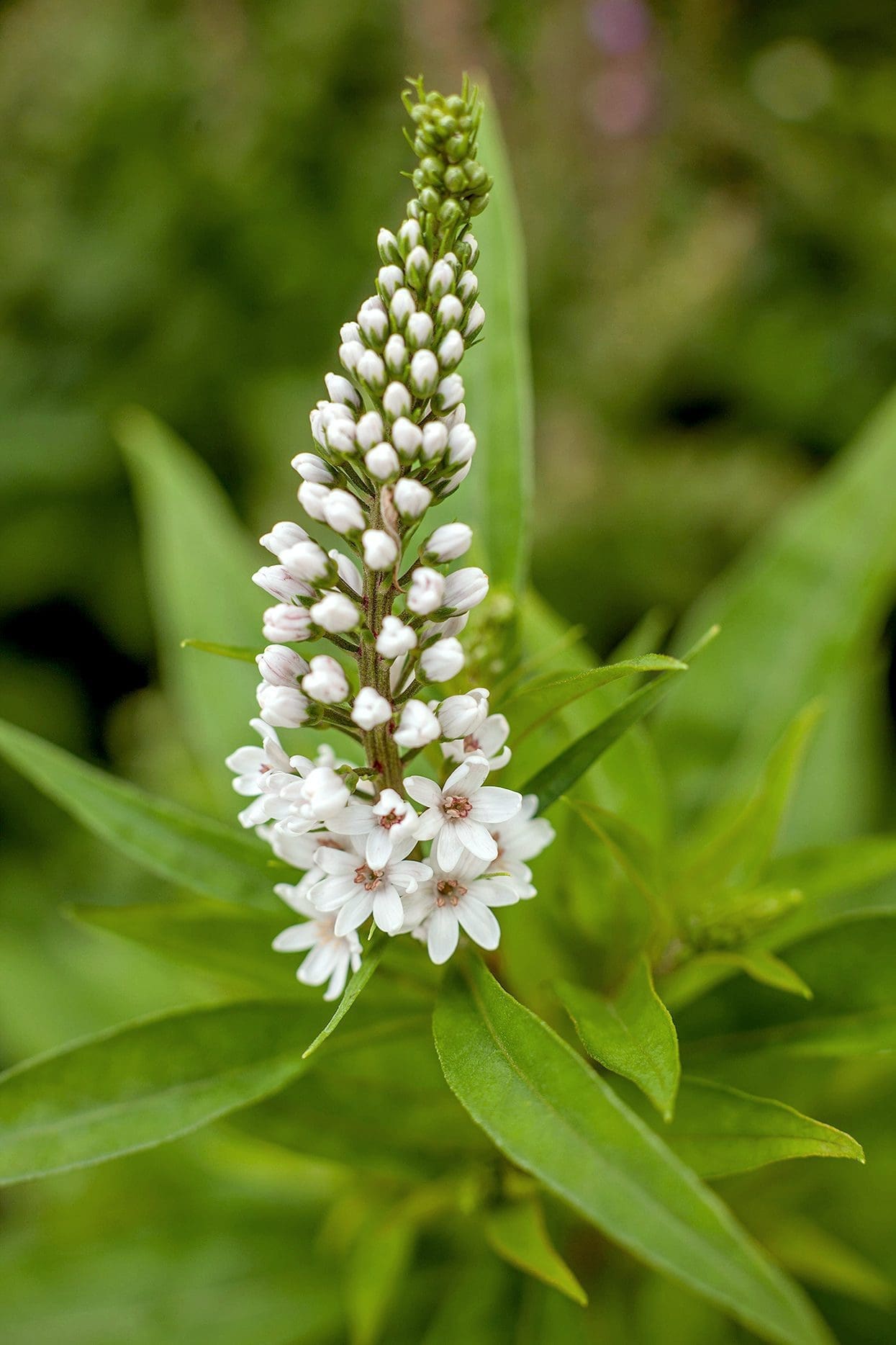 Tall candelabra-like spikes of white Culver's Root flowers