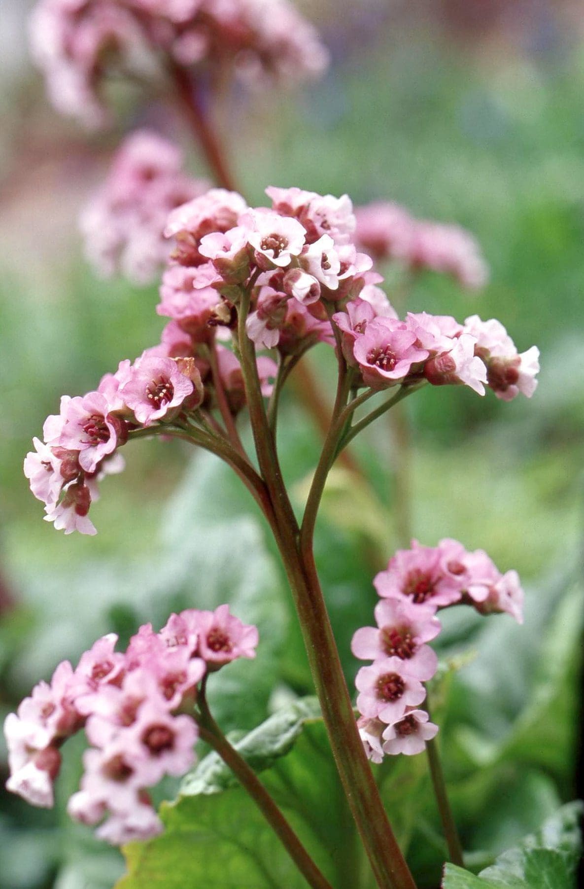A cluster of bright pink Bergenia flowers with thick green leaves