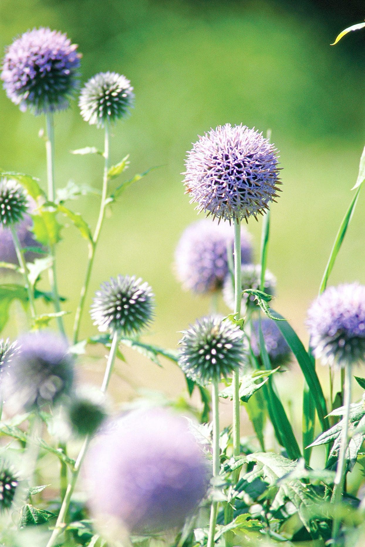 A spherical, bright blue Globe Thistle flower