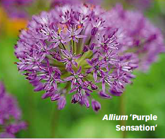 Allium Purple Sensation Tall purple globe-shaped Allium flowers standing above a garden bed