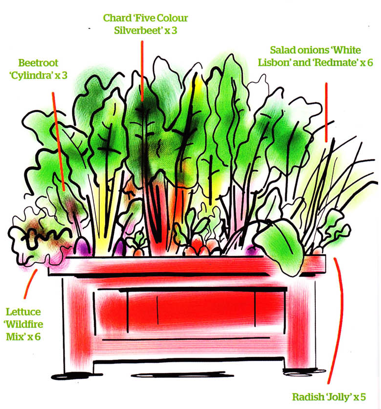 A lush Back Door Vegetable container garden A beautiful wooden patio planter box overflowing with colorful summer vegetables
