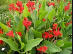 Canna indica A tropical Canna indica plant with large green leaves and an orange flower