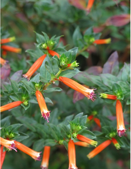 Cigar Plant Cigar plant with red tubular flowers also called Mexican cigar plant