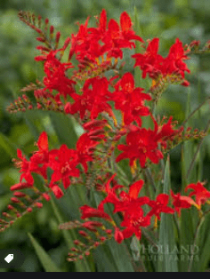 Crocosmia Flowers Bright orange Crocosmia flowers blooming on elegant arching stems