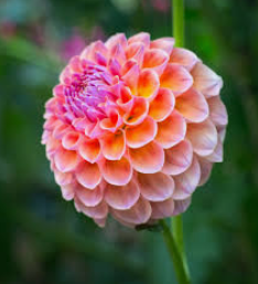 Dahlia Flowers A large, vibrant orange Dahlia flower in full bloom