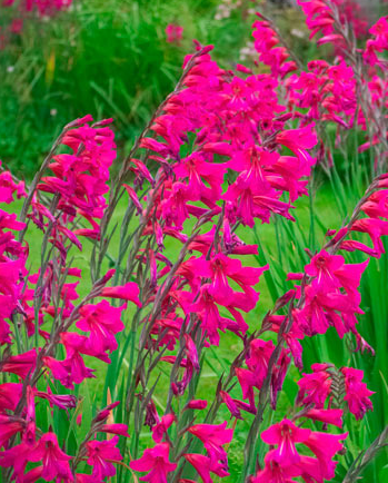 Gladiolus byzantinus Bright magenta pink Gladiolus byzantinus flowers