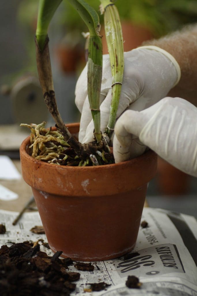 A healthy Phalaenopsis orchid ready for repotting A gardener holding a beautiful Phalaenopsis orchid in a clear plastic pot