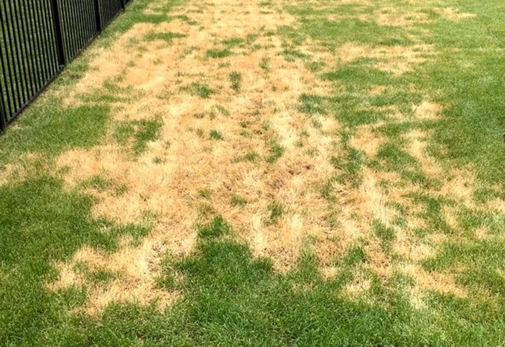 Lawn Problem Solving Comprehensive lawn problem solving and maintenance