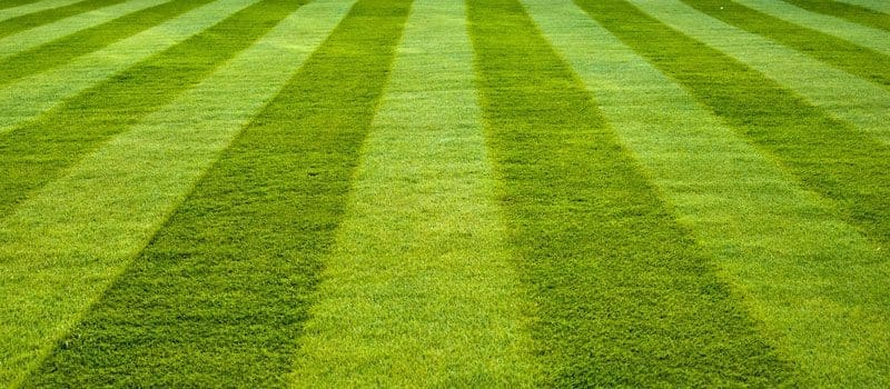 Organic Lawns Success Organic Lawns Success