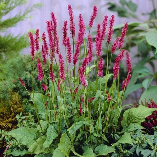 Vibrant Persicaria Flowers A beautiful cluster of blooming pink Persicaria plants in a lush summer garden