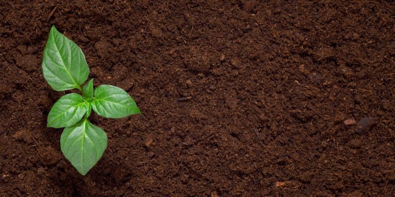 Rich, dark, crumbly garden soil Two hands gently holding a mound of rich, dark, healthy garden soil