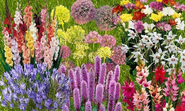 Vibrant Summer-Flowering Bulbs A beautiful, vibrant garden bed completely filled with blooming summer bulbs