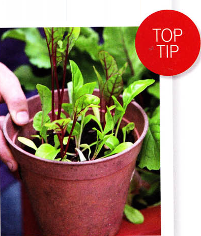 Growing extra lettuce in small backup pots Small backup pots filled with growing lettuce seedlings