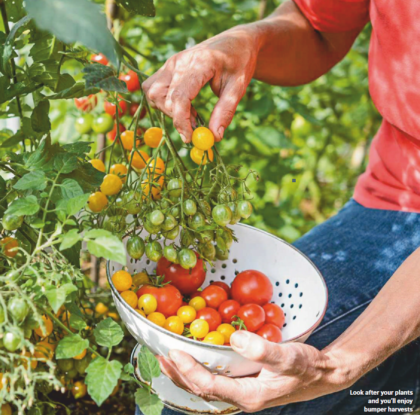 A basket of fresh garden tomatoes A variety of fresh, colorful tomatoes representing a successful summer harvest