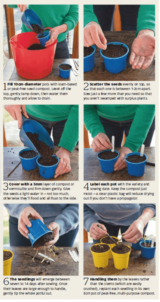 An infographic guide to planting tomatoes A detailed illustrated guide showing how deep to plant a tomato seedling