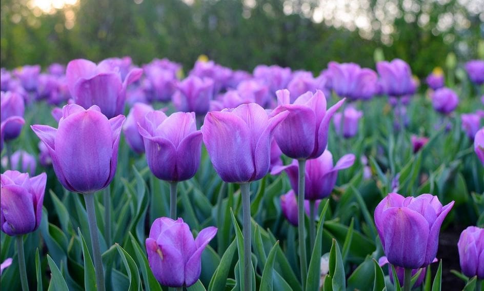 Colorful Spring Tulips A massive field of blooming pink and orange tulips