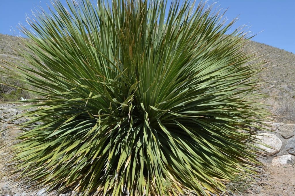 A healthy indoor Yucca plant in a bright room A large, healthy Yucca plant growing indoors in a bright, modern living room
