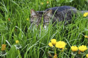 are spider plants toxic to cats are spider plants toxic to cats