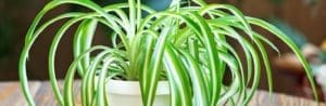 indoor-spider-plant indoor-spider-plant