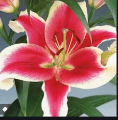 Lilium Star Gazer A striking pink and white Star Gazer Lily flower
