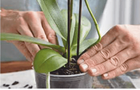 Packing fresh orchid bark around the roots Filling the clear orchid pot with fresh, chunky bark potting mix