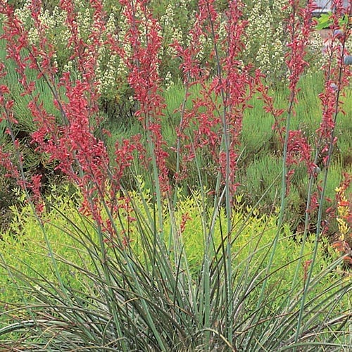 Texas Red Yucca Plant blooming A beautiful blooming Texas Red Yucca plant with tall reddish-pink flower spikes