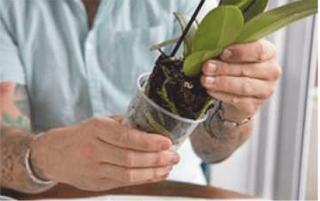 Carefully removing the orchid from its old pot A gardener gently pulling a Phalaenopsis orchid out of its old plastic pot