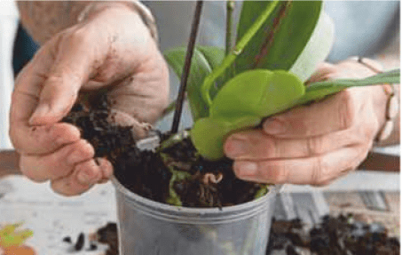 Sizing the orchid roots for the new pot Placing the cleaned orchid roots into a clear plastic growing pot