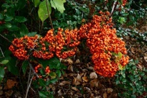 Cotoneaster (Cotoneaster franchetti) Cotoneaster (Cotoneaster franchetti)