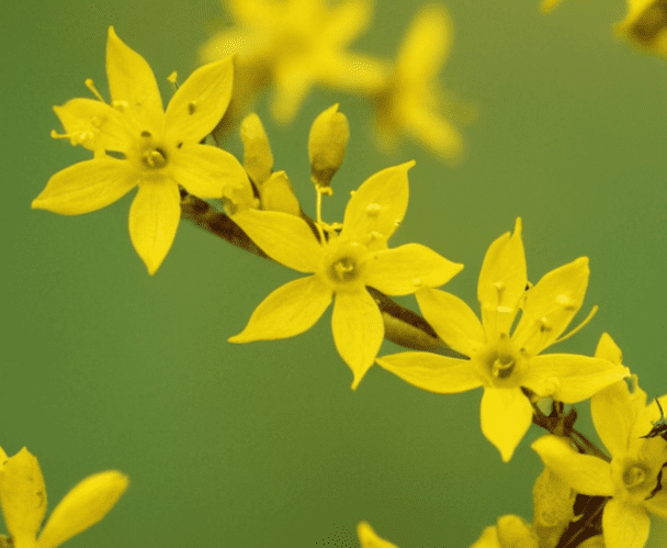 Aphids on Forsythia Aphids on Forsythia