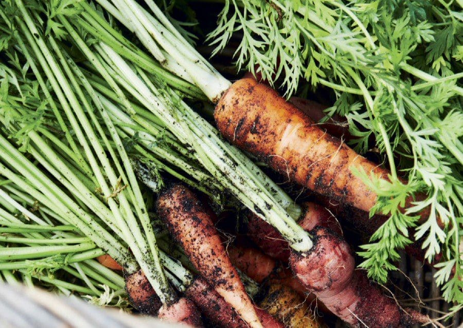Are Carrots Good For Your Eyes Are Carrots Good For Your Eyes