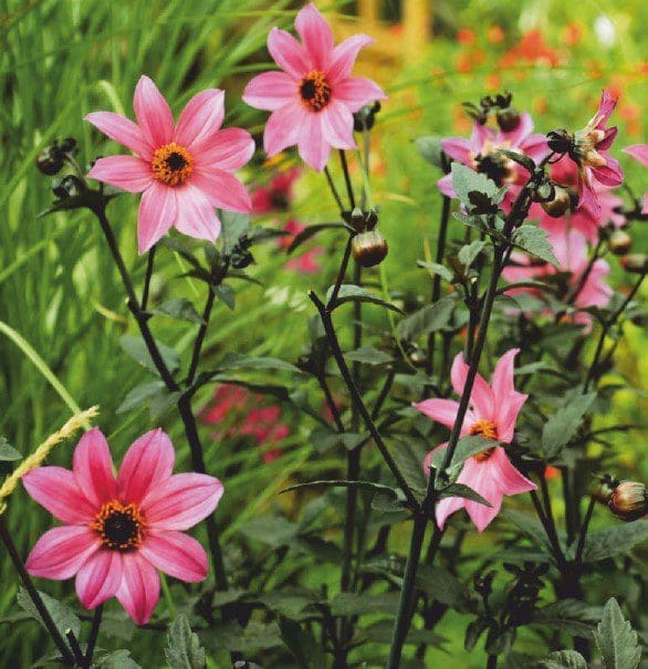 Dahlia flowers blooming A row of colorful dahlias thriving in a summer garden