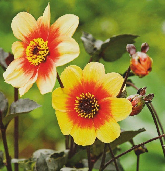 Are Dahlias Annuals Or Perennials A vibrant close-up of a blooming dahlia flower in the garden