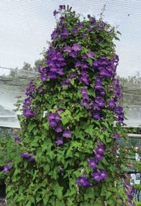 Asarina scandens Asarina scandens