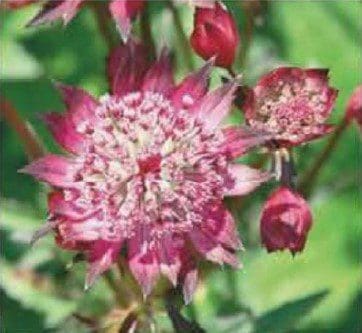 Astrantia 'Hadspen Blood'