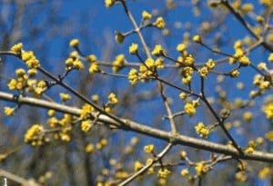 Blooming Life Blooming Life