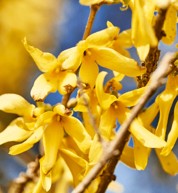 Brown Leaf Tips on Forsythia Brown Leaf Tips on Forsythia