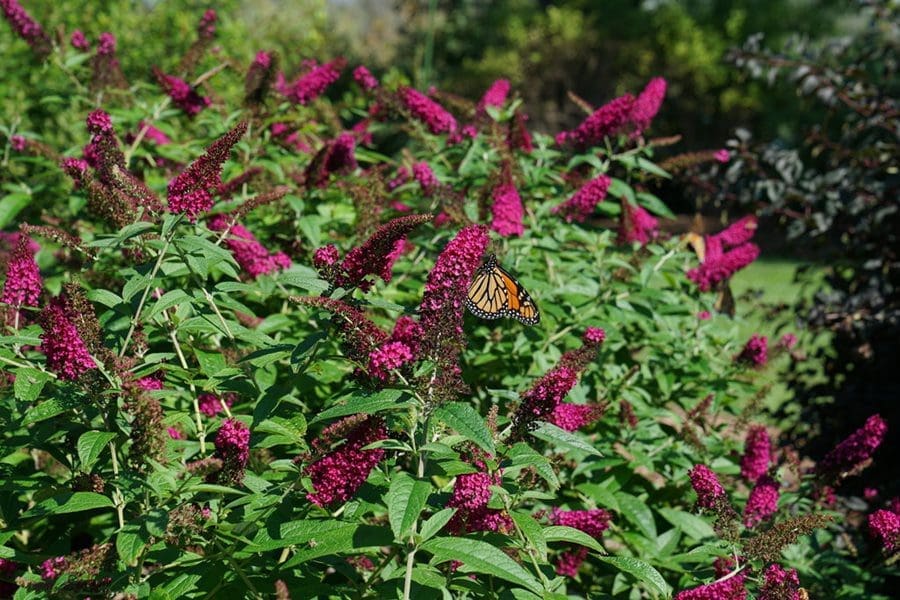 Butterfly Bush Pruning Butterfly Bush Pruning
