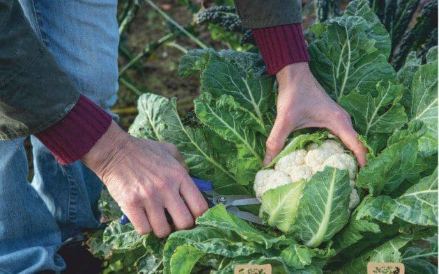 Cauliflower Harvesting Cauliflower Harvesting