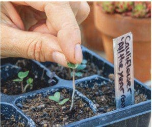 Cauliflower Seed Cauliflower Seed
