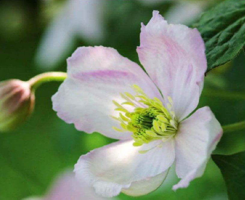 Clematis Montana Pruning Clematis Montana Pruning