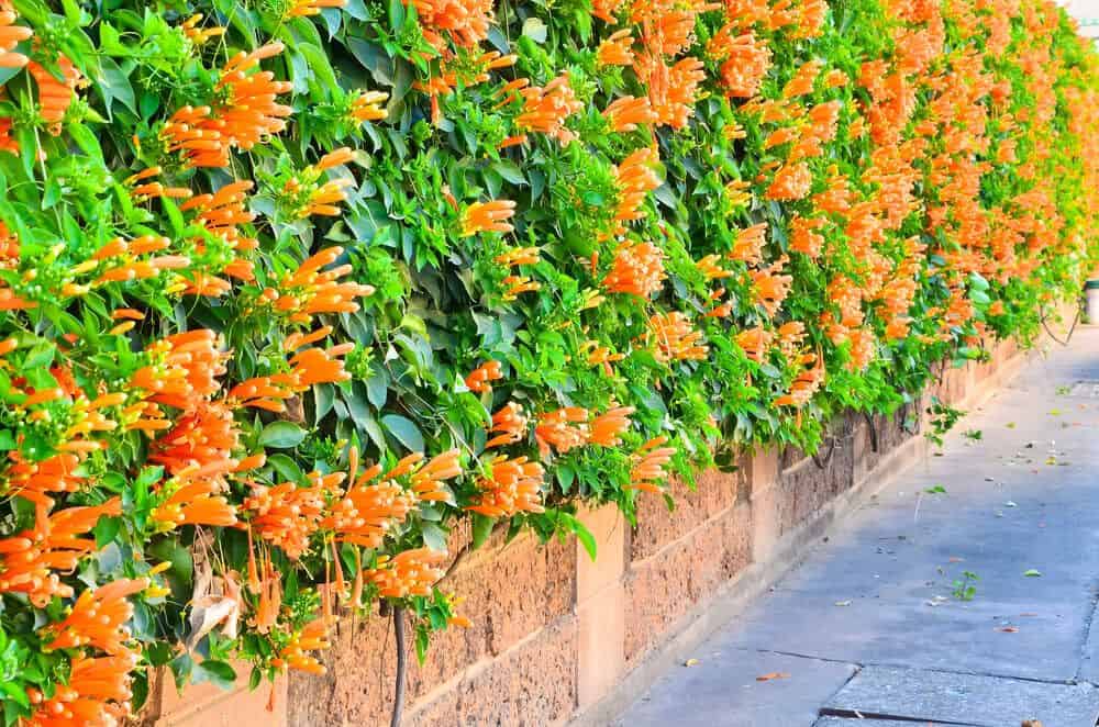 Climbers Plants Climbers Plants