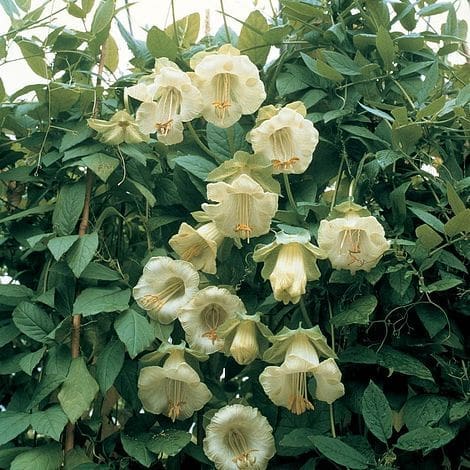 Cobaea scandens alba Cobaea scandens alba