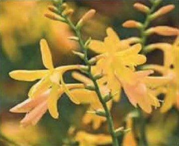 Crocosmia 'George Davison' Crocosmia 'George Davison'