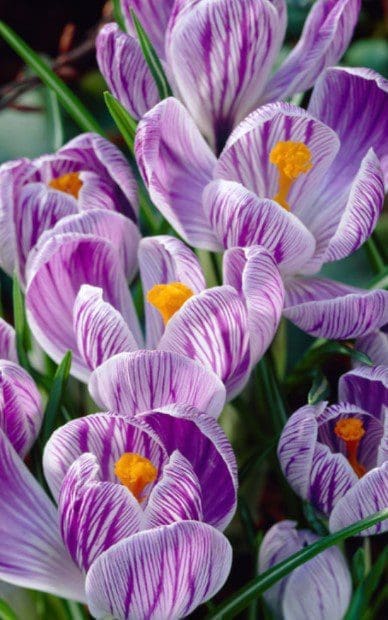 Crocus Pickwick Crocus Pickwick