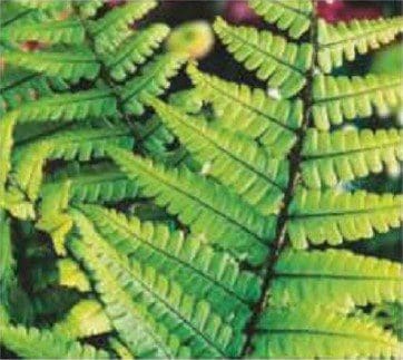 Dryopteris wallichiana Dryopteris wallichiana