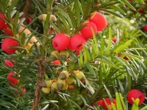Protective Garden English yew (Taxus baccata)